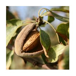 Tétényi kéményhéjú