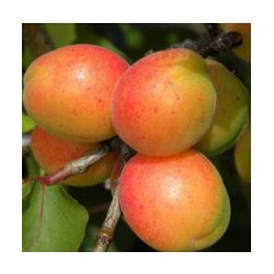 Gönci Magyar kajszi