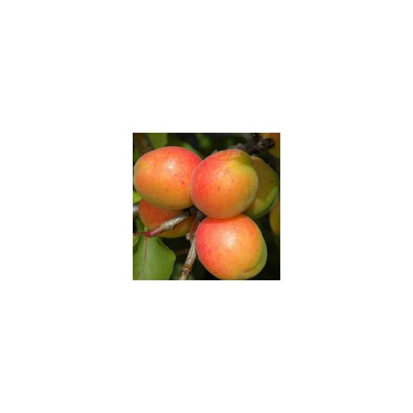 Gönci Magyar kajszi