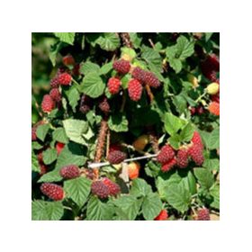 Szedermálna fajták