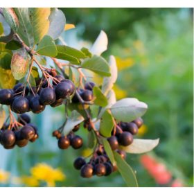 Feketeberkenye fajták